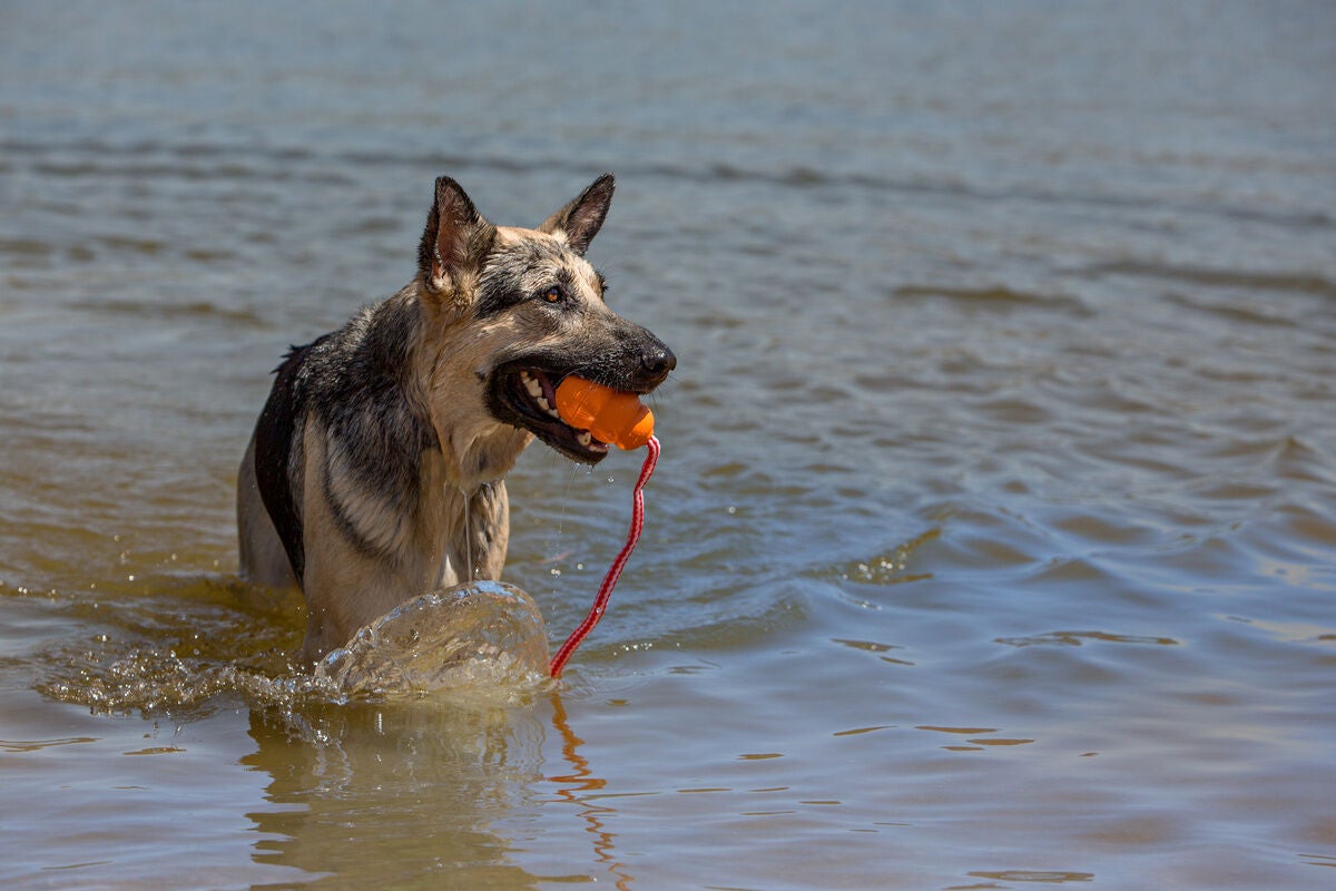 A dog in water holding a toy in its mouth.